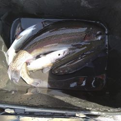 十数年ぶりの管釣り